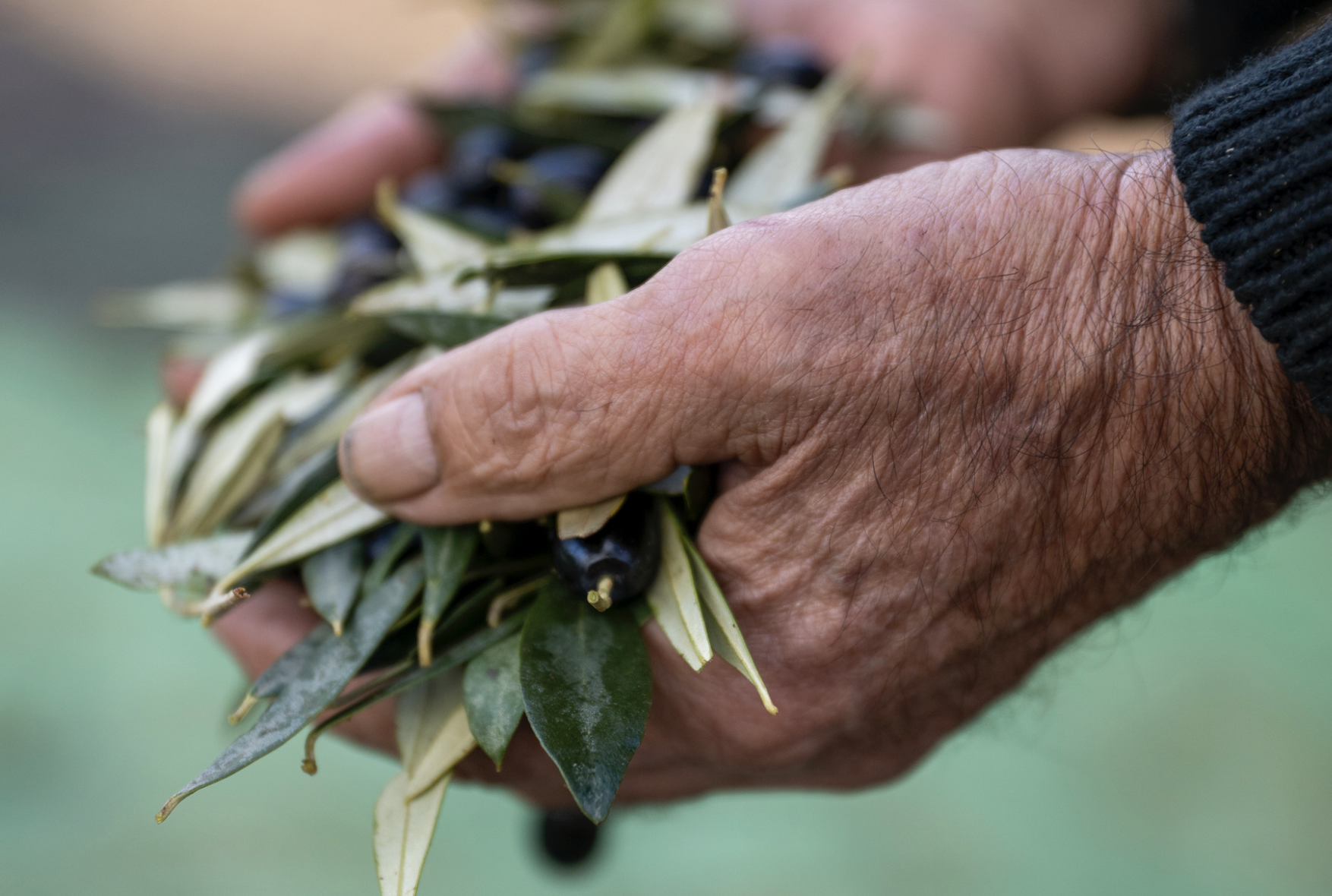 Agrícola Corbera d'Ebre