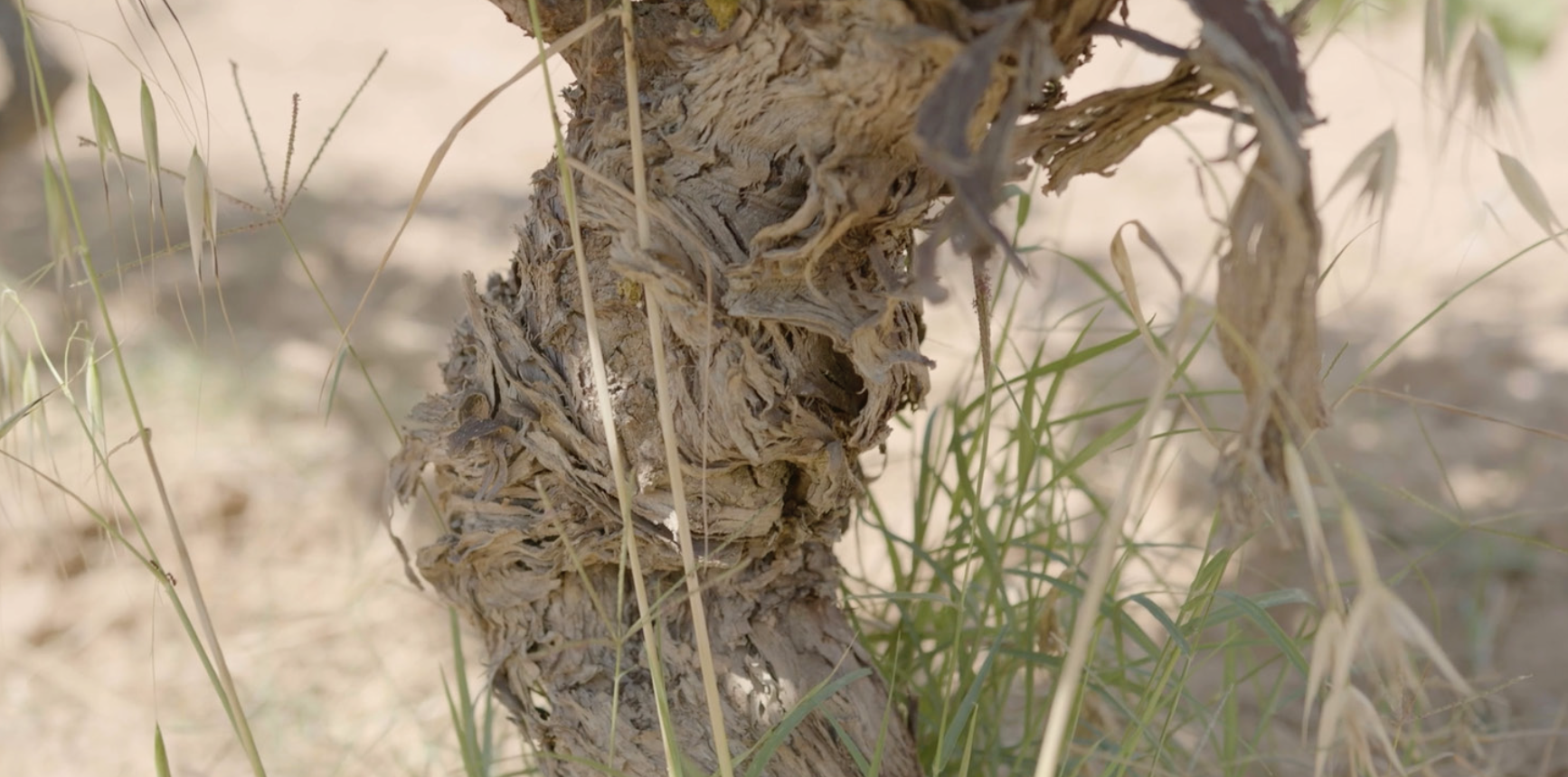 Agrícola Corbera d'Ebre